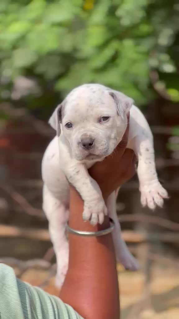 American Bully Pocket Size Puppy, farm video
