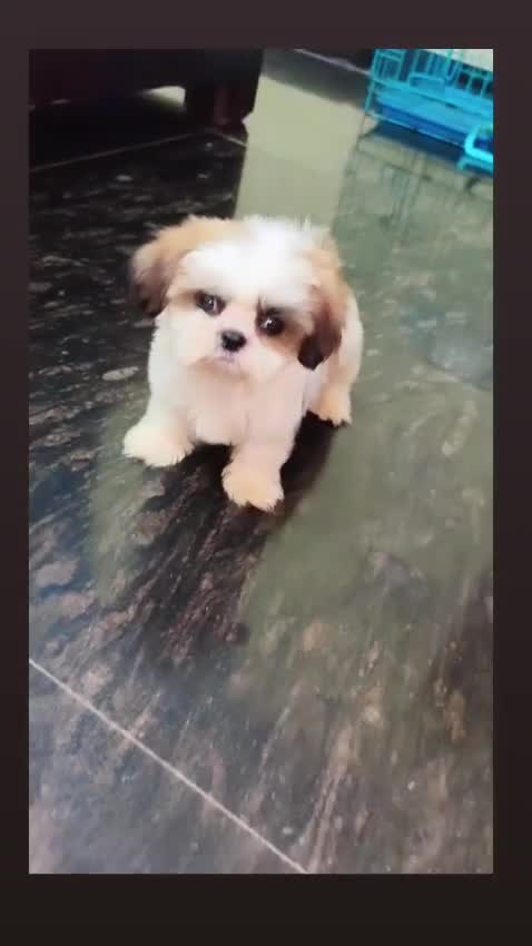 Shih Tzu | Black Color, farm video