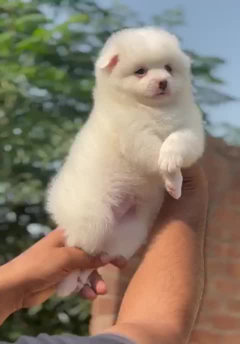 Toy Poodle Puppy, farm video