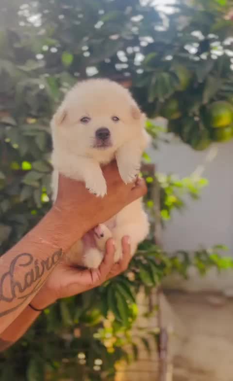 Culture Pom Puppy, farm video