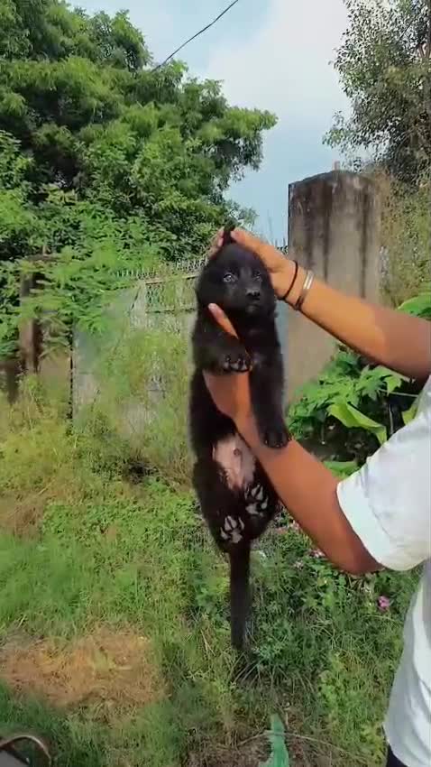 German Shepherd Puppy | Z Black, farm video