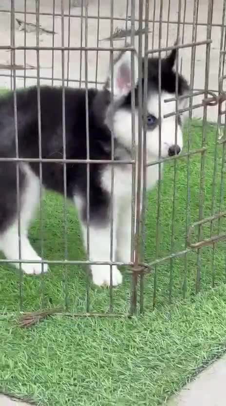 Siberian Husky Puppy | Black & White Color, farm video