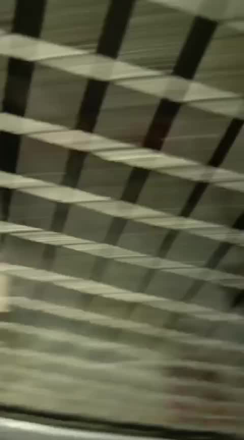 Cockatiel, farm video