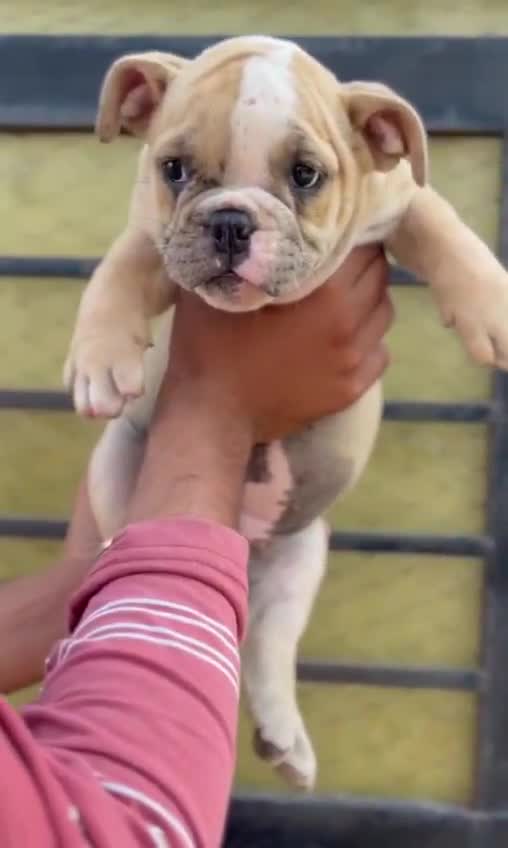 American Bully Pocket Size Puppy, farm video