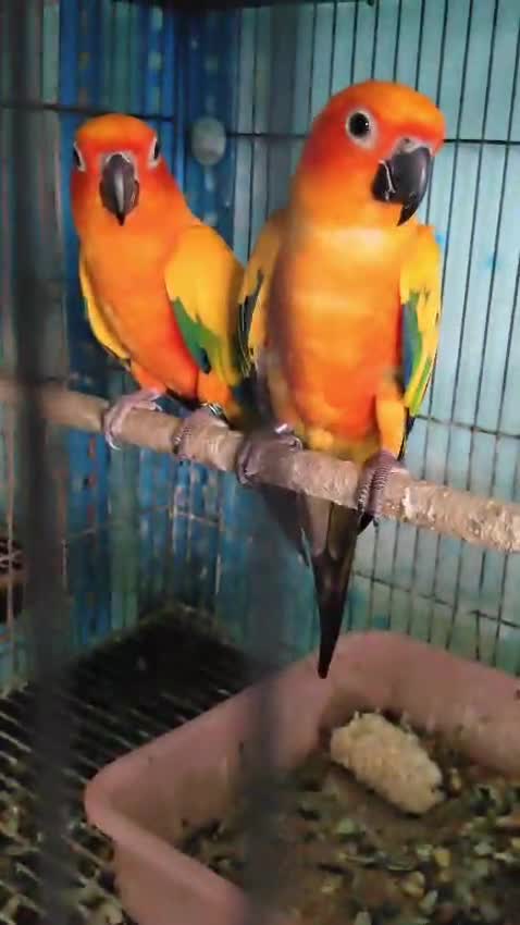 Sun Conure, farm video