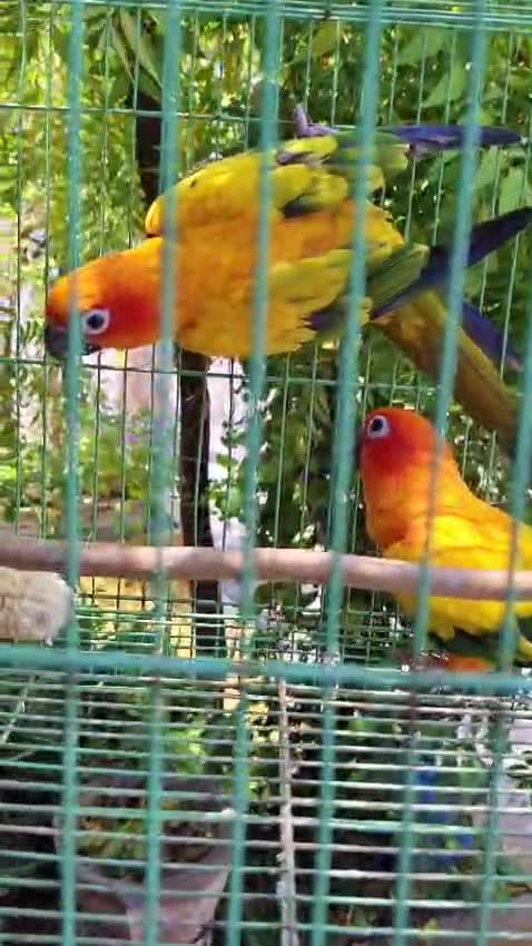 Sun Conure, farm video