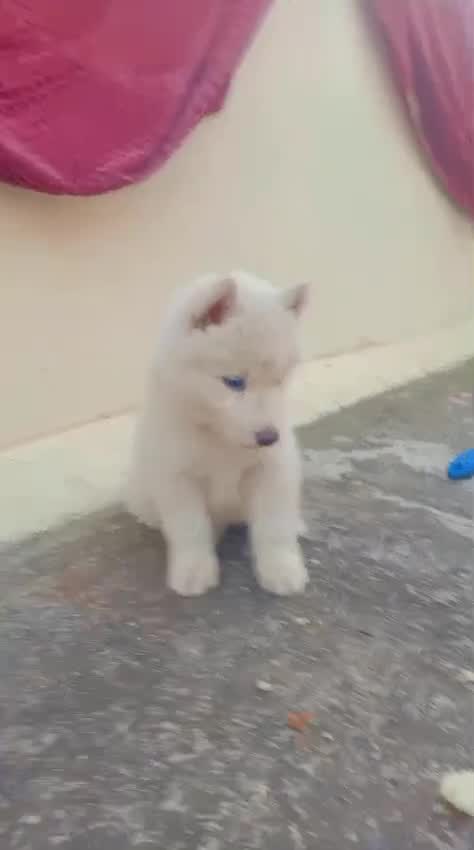 Siberian Husky at an affiliated farm in Parbhani, Maharashtra