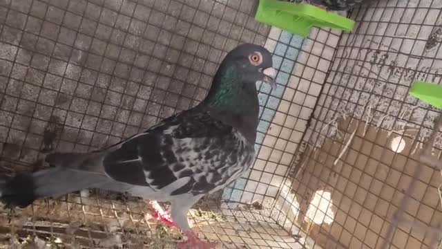 Homer Pigeon, farm video