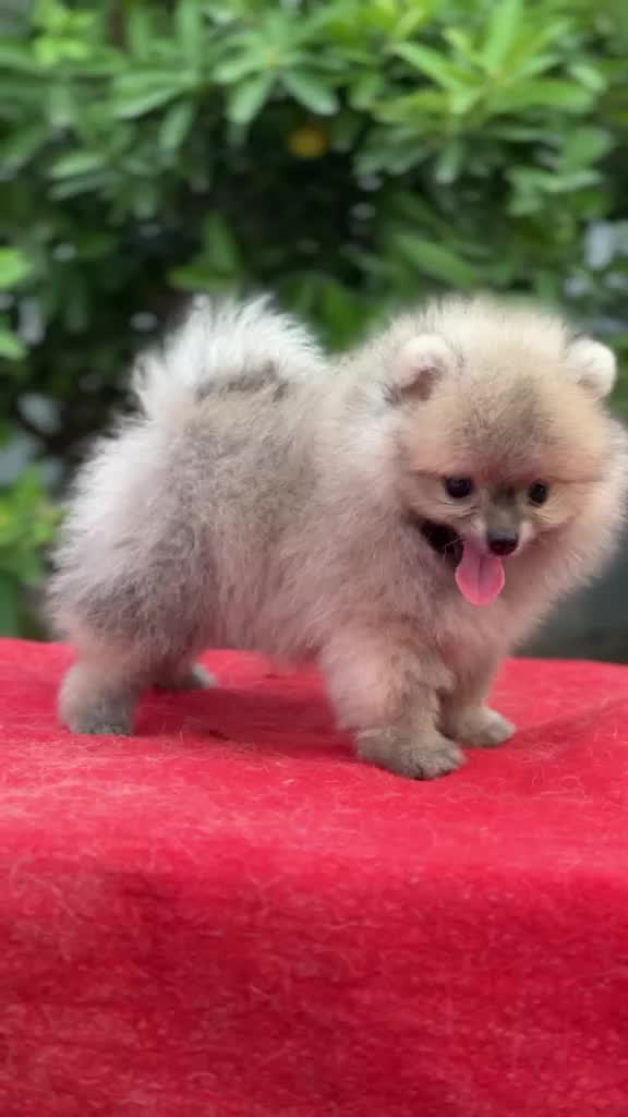 Orignal Toy Pom Puppy | Teacup Pom, farm video