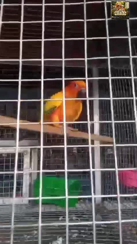 Sun Conure, farm video