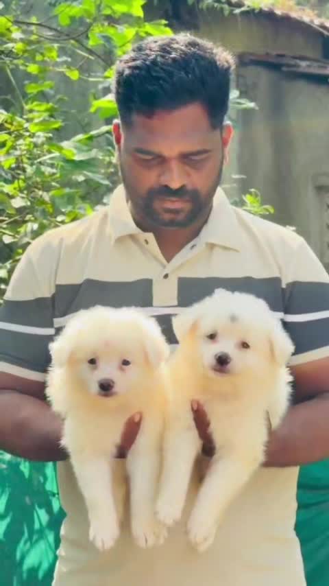 Culture Pom Puppy | White Color, farm video