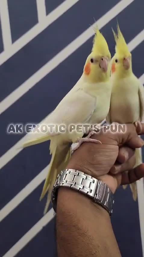 Cockatiel, farm video