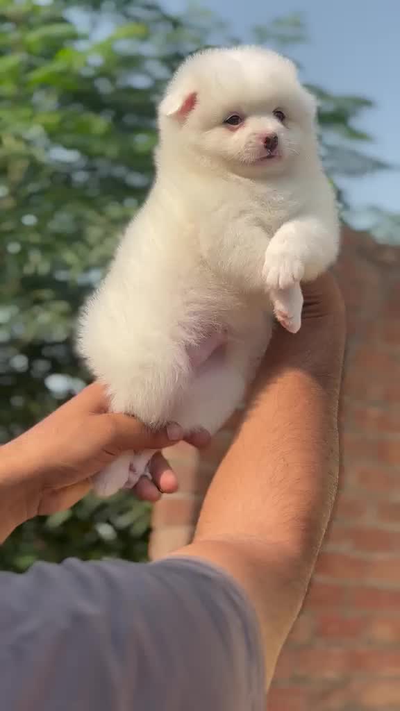 Culture Toy Pom Puppy, farm video
