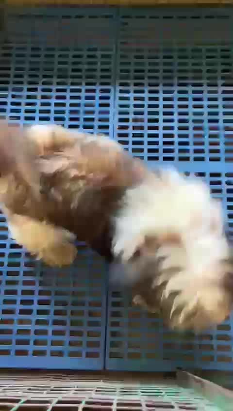 Shih Tzu | Black Color, farm video
