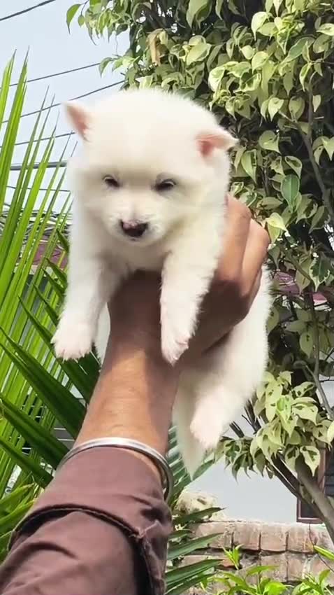 Pomeranian Puppy, farm video