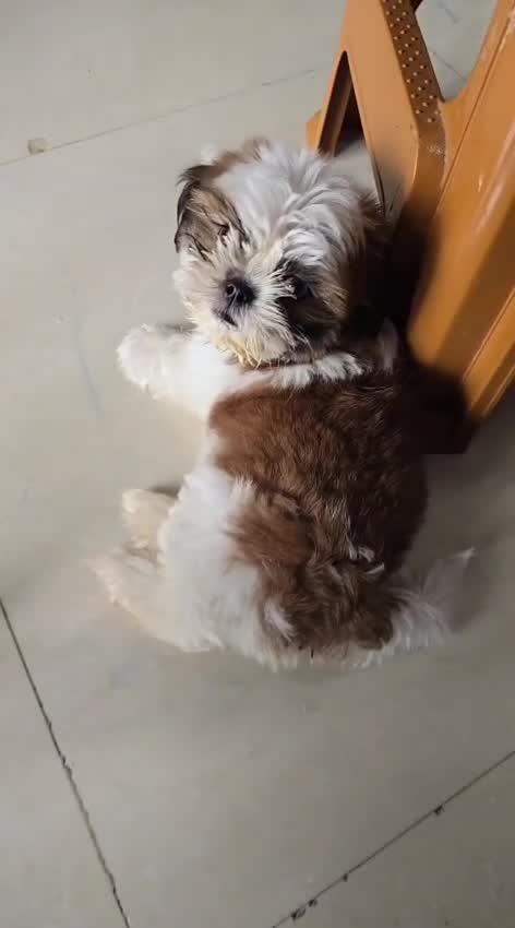 Shih Tzu Puppy Brown & White, farm video