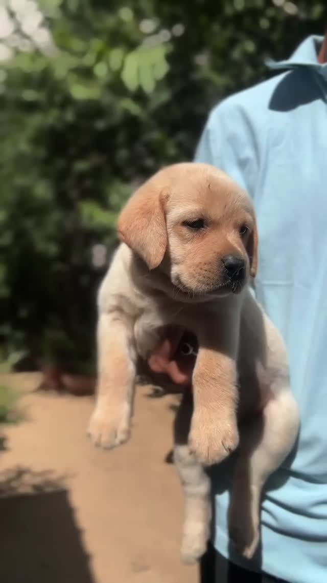 Beagle Black & Tan Puppy, farm video