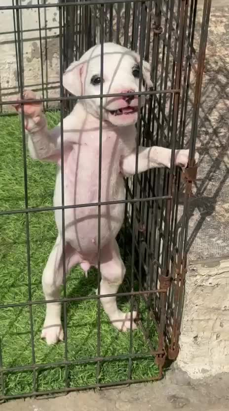 Pitbull Terrier Puppy, farm video