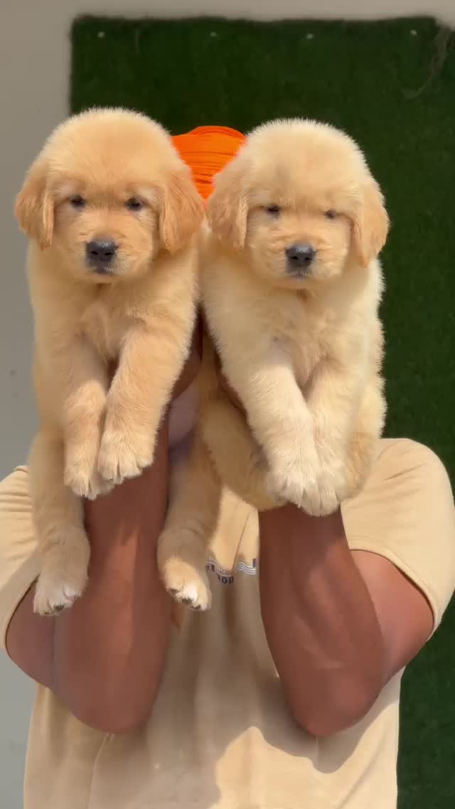Golden Retriever, farm video
