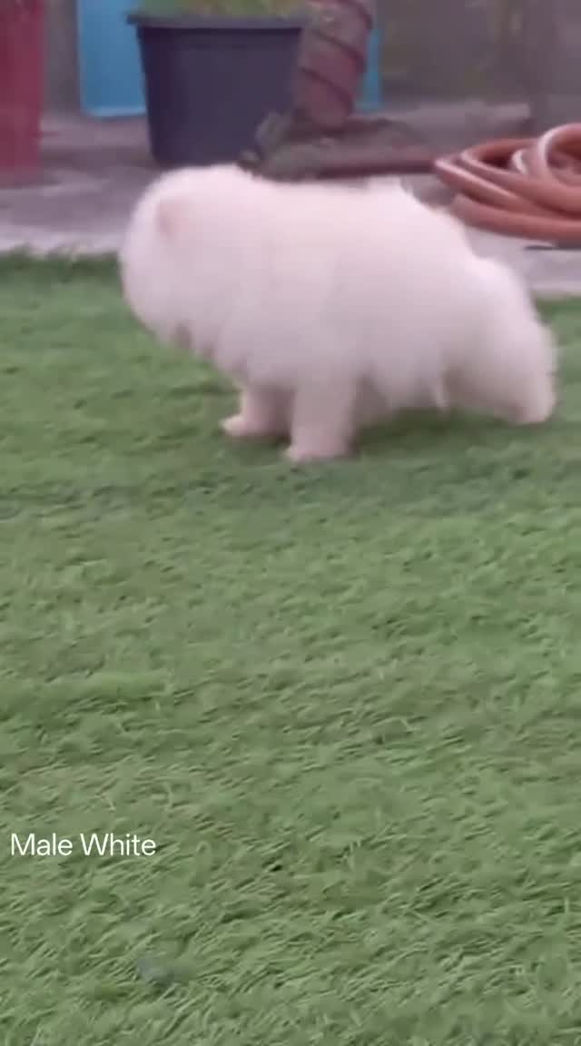 Orignal Toy Pom Puppy | Teacup Pom, farm video