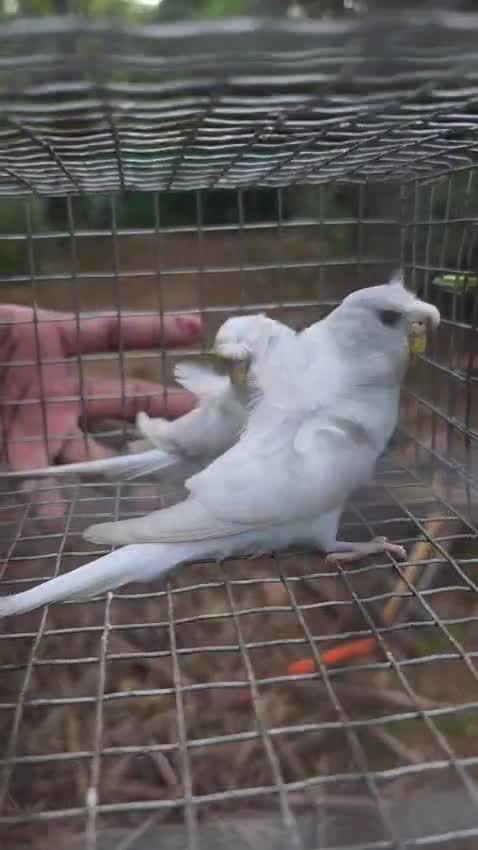 Helicopter Budgies, farm video
