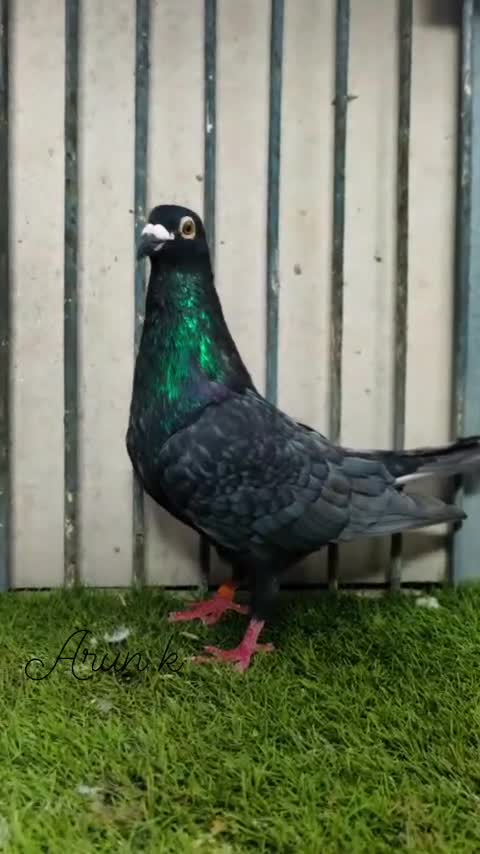 Homer Pigeon, farm video