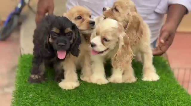 Cocker Spaniel Puppy, farm video