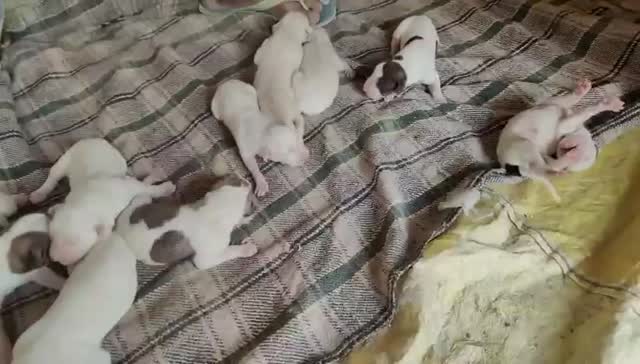 American Bully Pocket Size Puppy, farm video