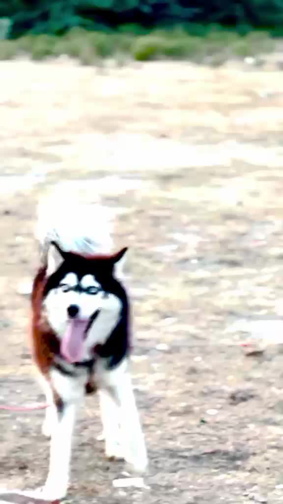 Siberian Husky Puppy | Black & White Color, farm video