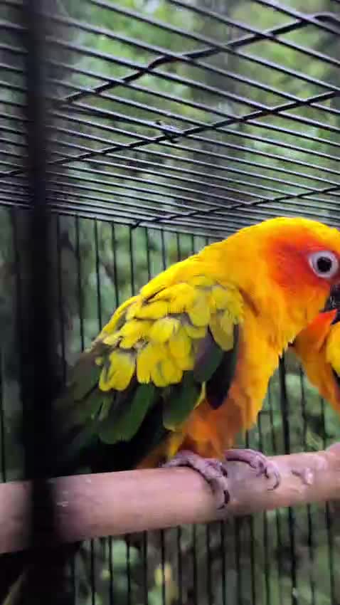 Sun Conure, farm video