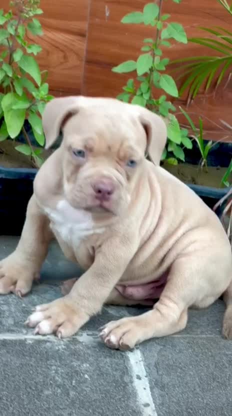American Bully Pocket Size Puppy, farm video