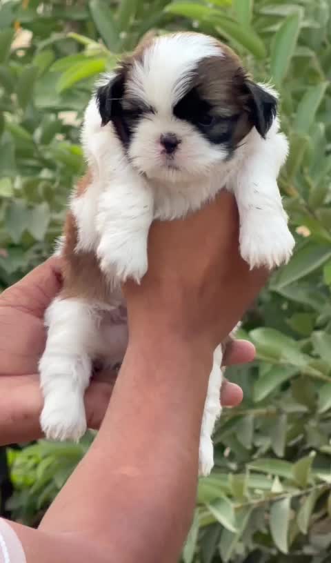 Shih Tzu | Black Color, farm video