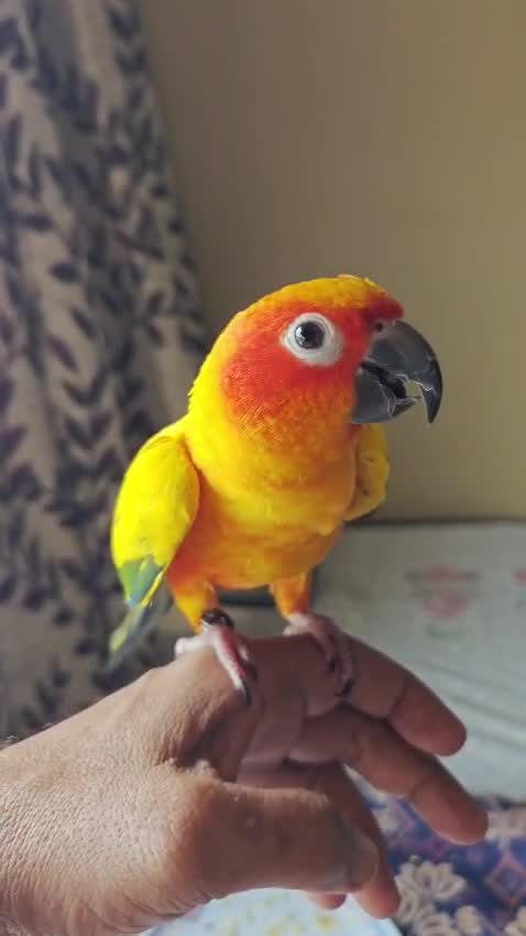 Sun Conure, farm video