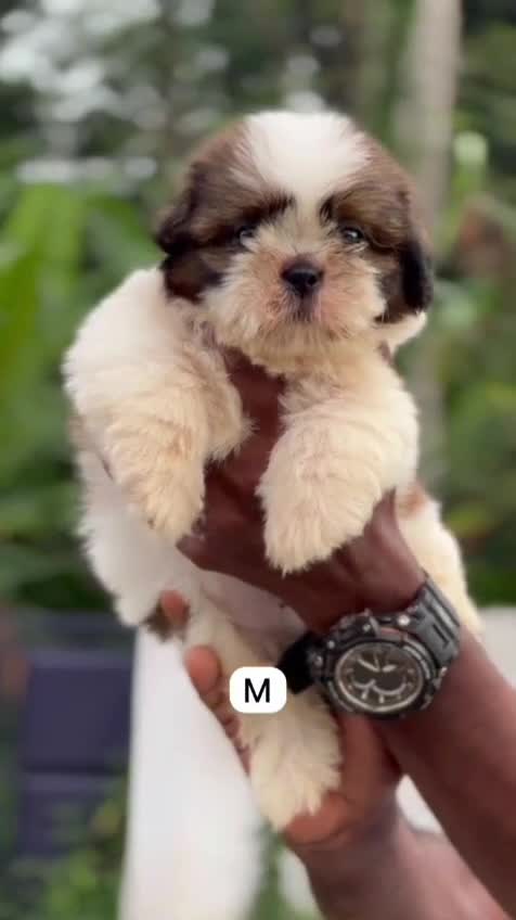 Shih Tzu | Black & White Color, farm video