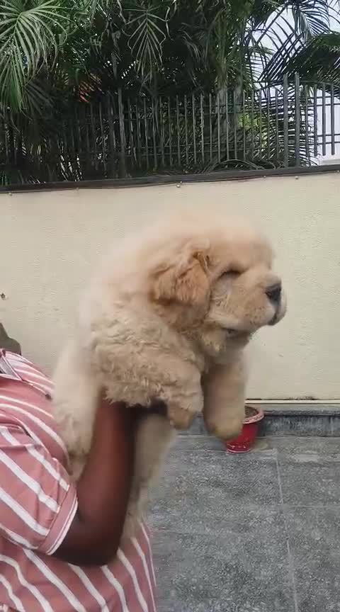 Chow Chow Puppy | Fawn Color, farm video