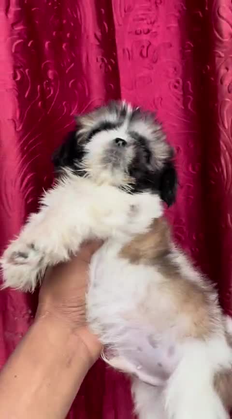 Shih Tzu Puppy Brown & White, farm video