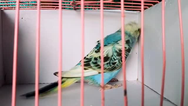 Helicopter Budgies, farm video