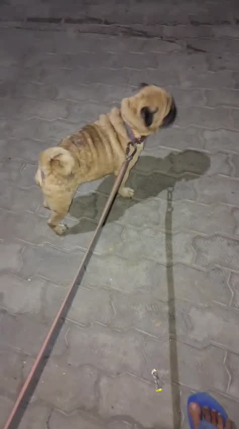Pug Puppy, farm video