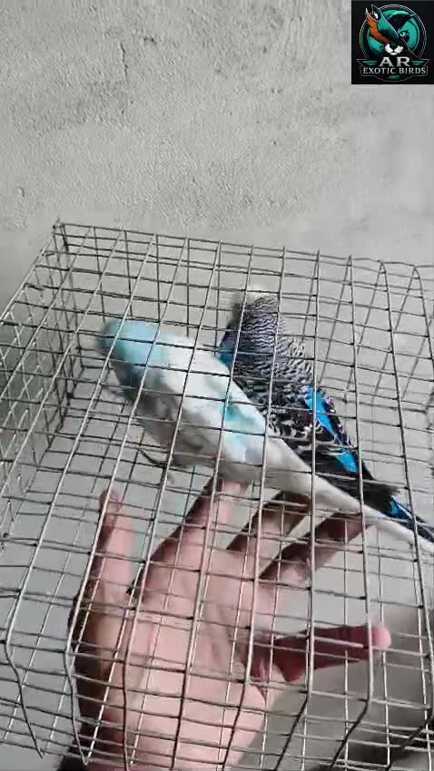 Budgies, farm video