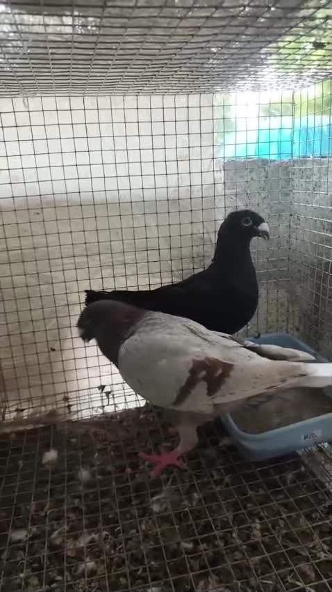 Homer Pigeon, farm video