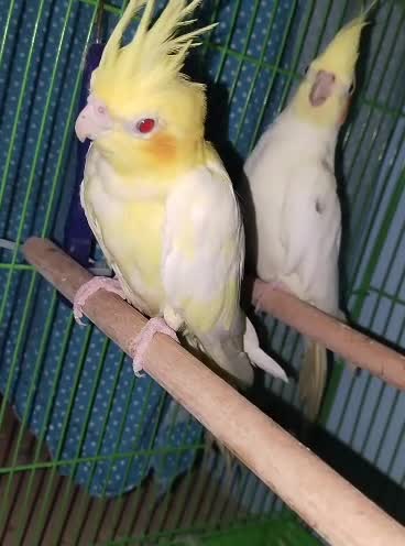 Cockatiel, farm video