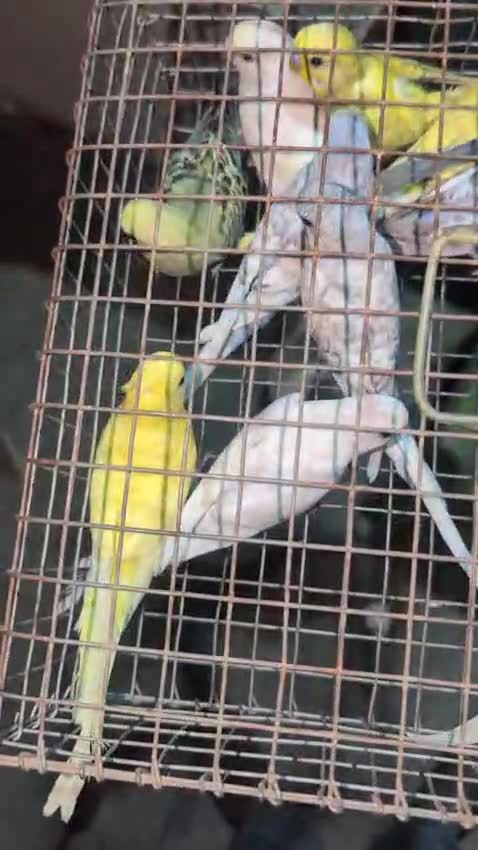 Budgies, farm video