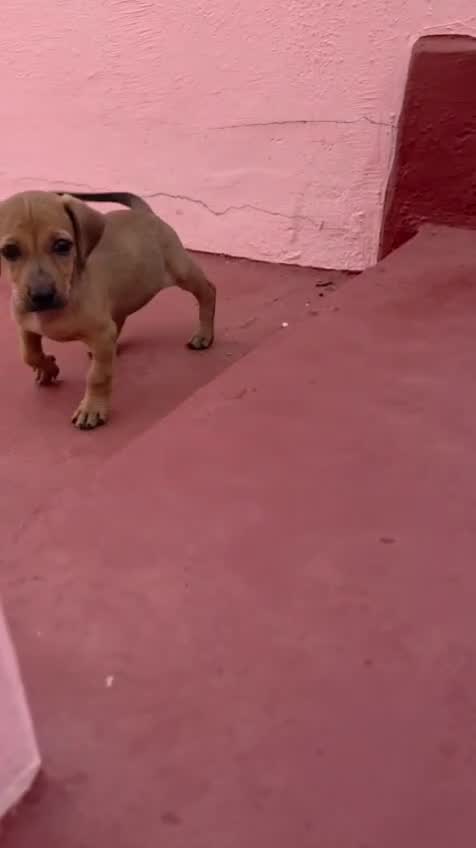 Dachshund Puppy, farm video