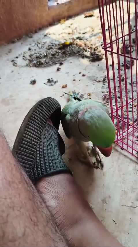 Homer Pigeon, farm video