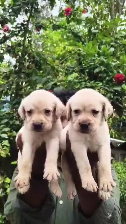 Beagle Black & Tan Puppy, farm video