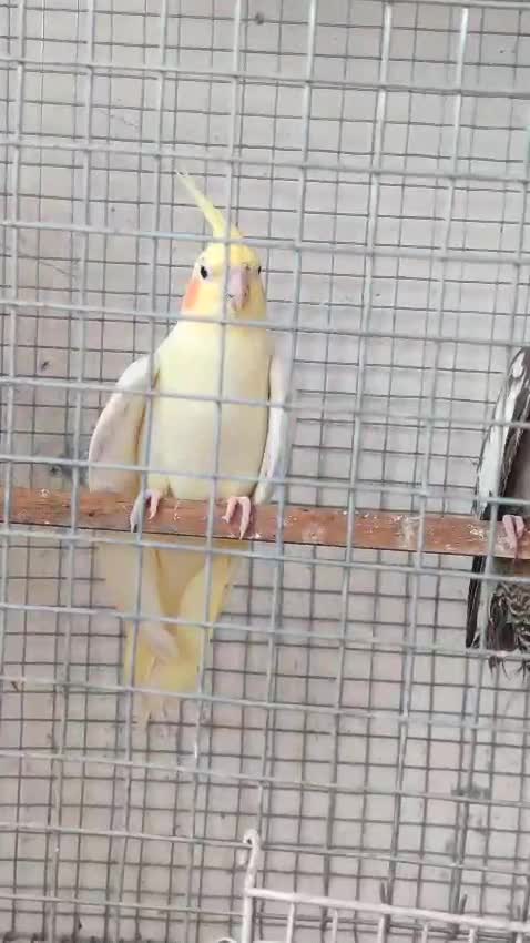 Cockatiel, farm video