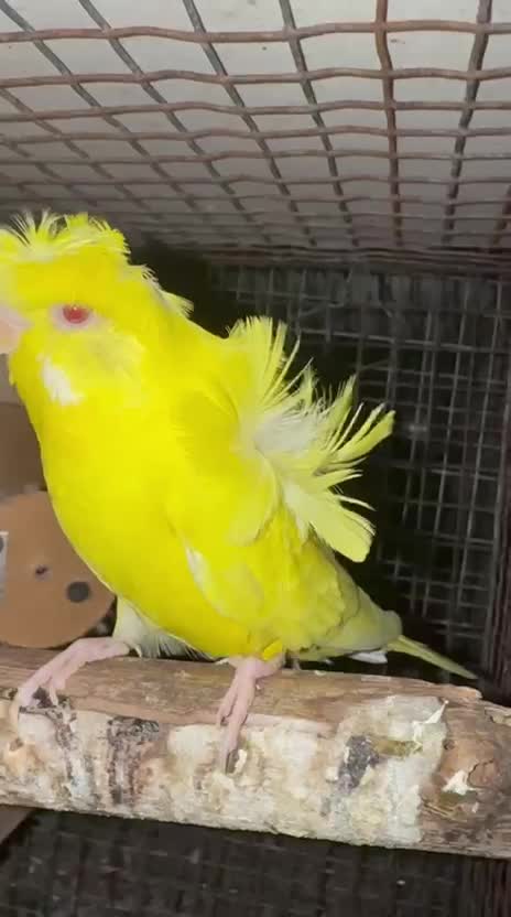 Helicopter Budgies, farm video