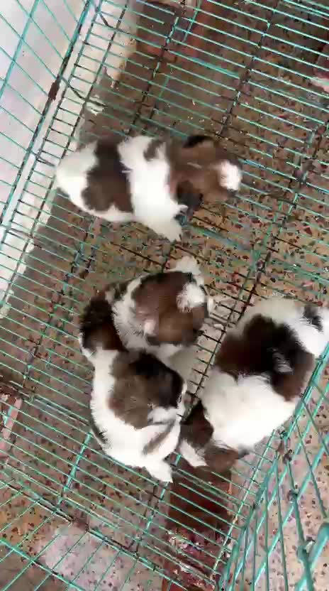 Shih Tzu Puppy Brown & White, farm video