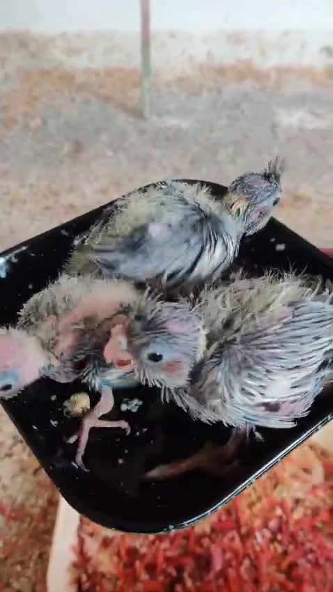 Cockatiel, farm video