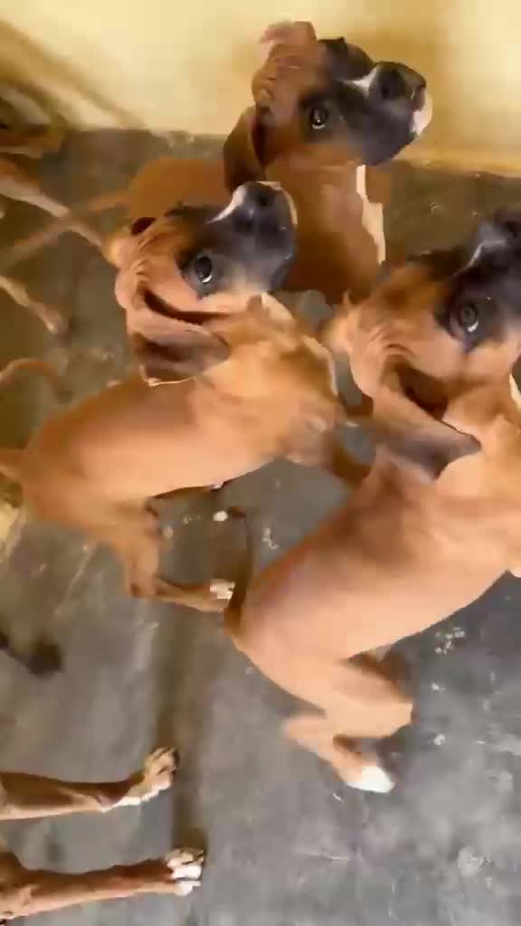 Boxer Puppy, farm video